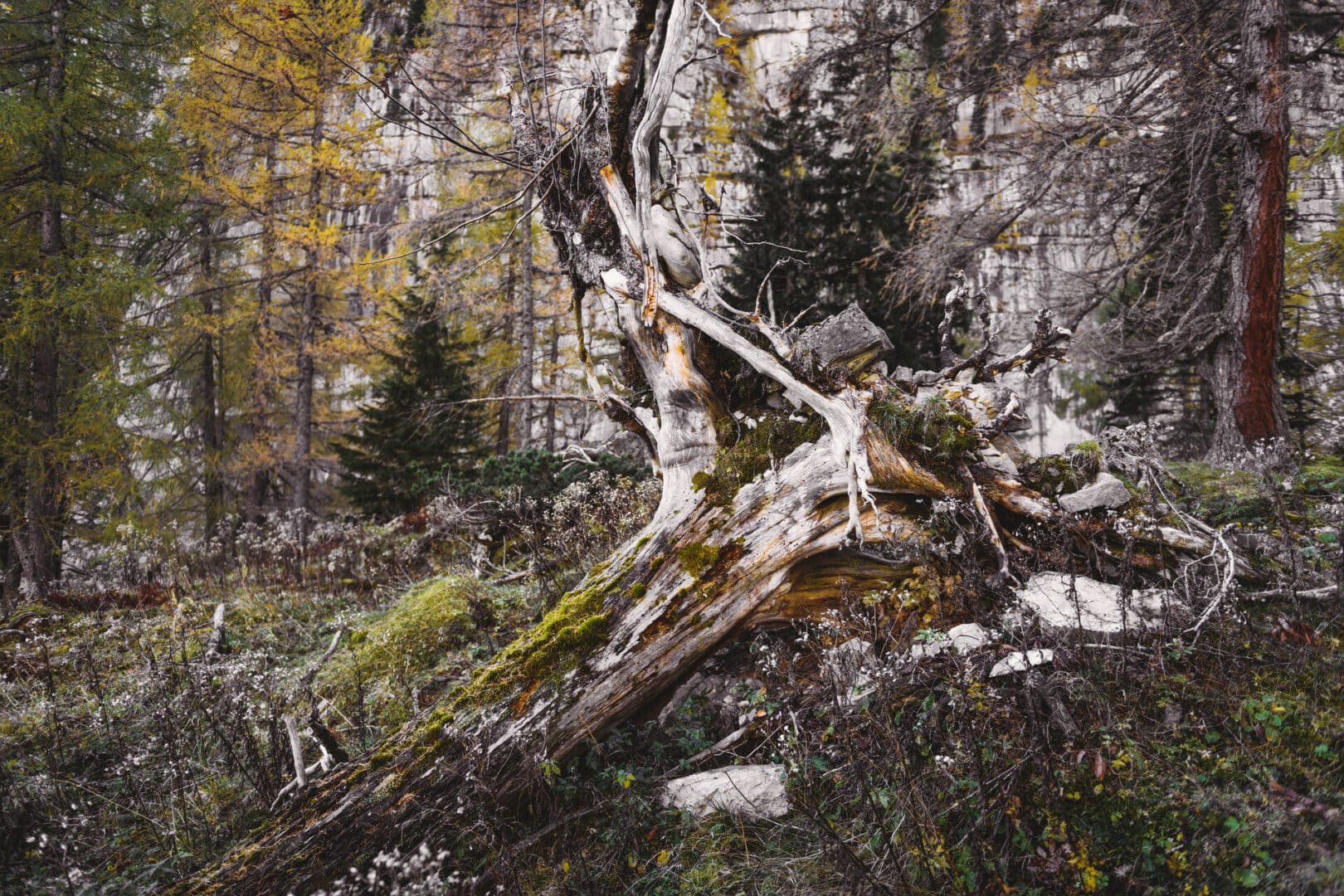 073_Nationalpark_Gesäuse_2019©StefanLeitner